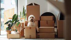 A dog sits among moving boxes.