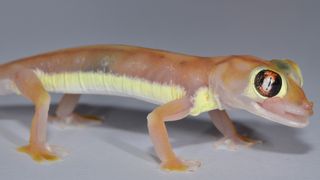 Yellowish stripes on the gecko's flanks are visible to other geckos, but hidden from predators attacking from above.