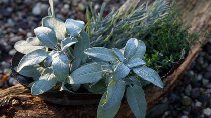 Sage, lavender, and thyme plants