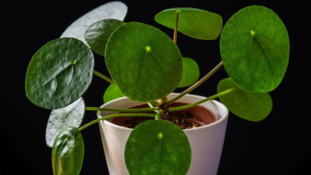 Chinese money plant (pilea peperomioides) forming attractive green rosettes