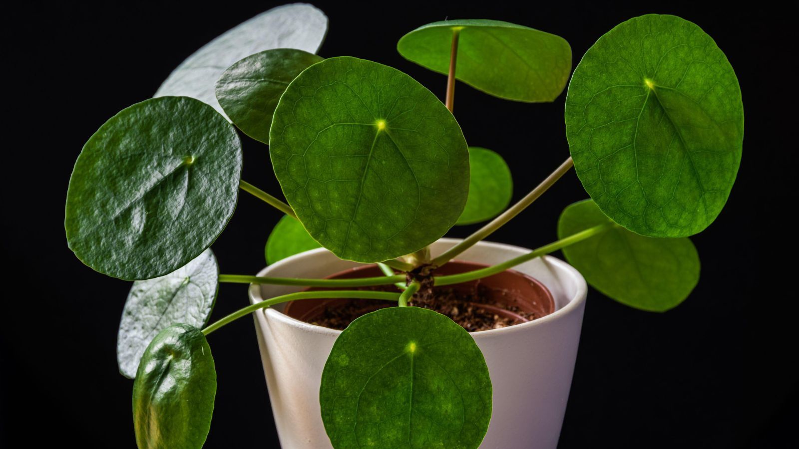 is a monstera a philodendron Monstera 'Split-Leaf'