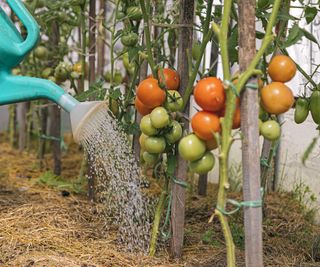 A watering can being used to feed tomato plants