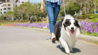 Woman walking dog