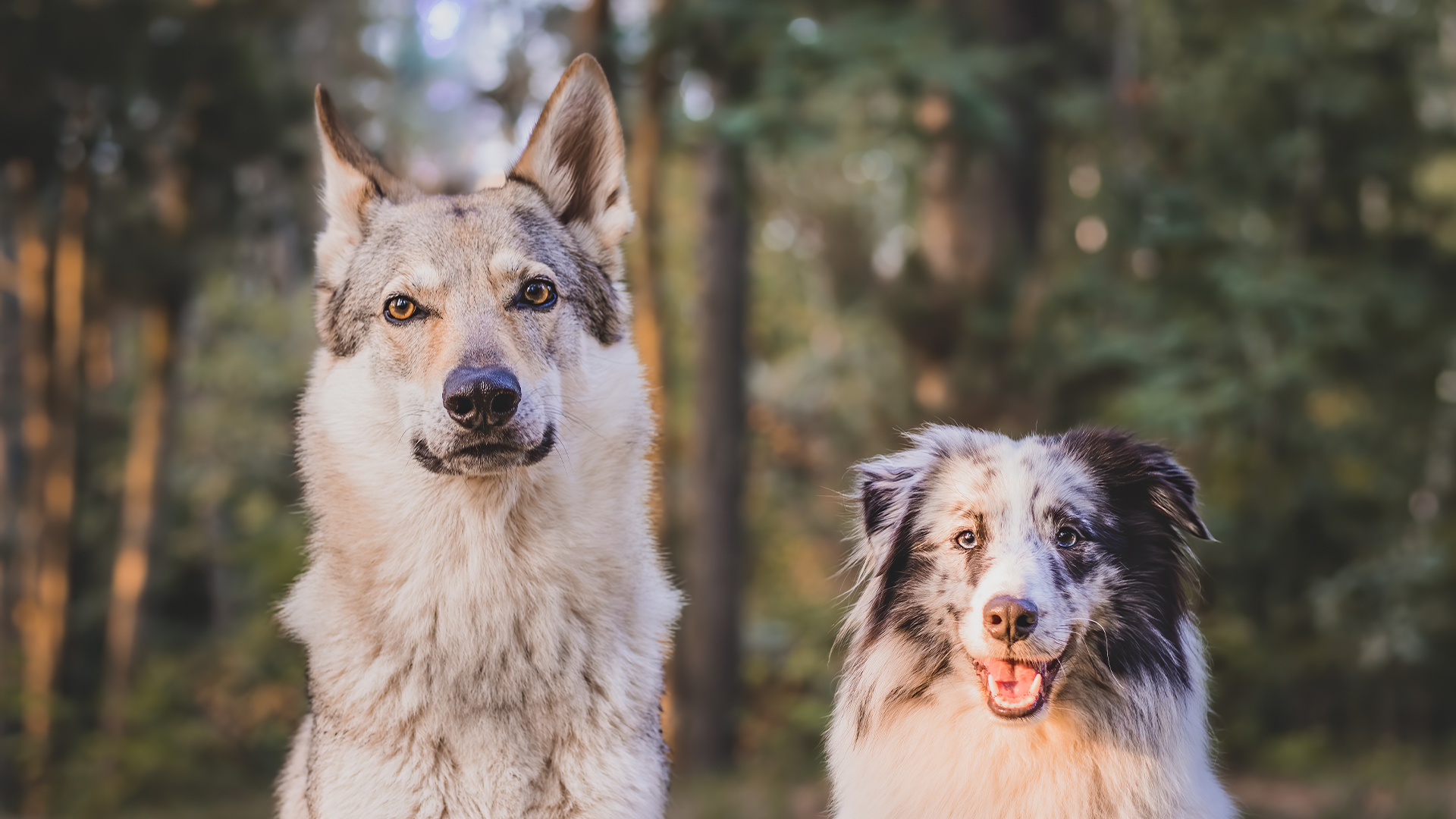 Dos perros: el perro pastor de Shetland y el perro lobo checoslovaco sentados en el bosque.