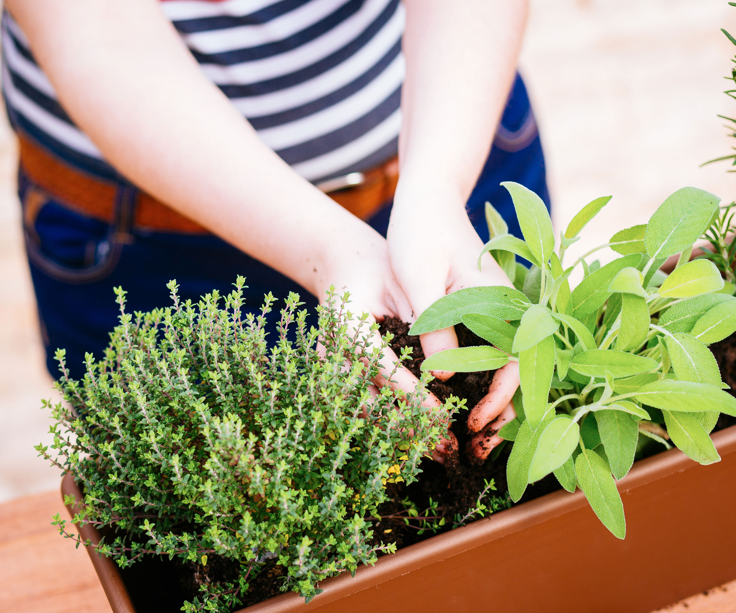 herbs being planted in terracotta planter by woman in striped top
