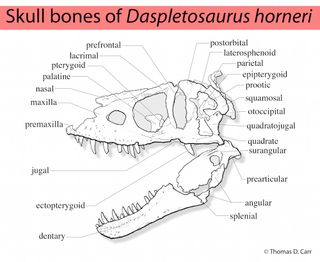 The anatomy of a D. horneri skull.