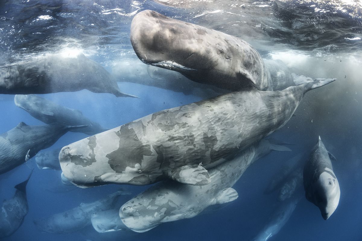 Giant gathering &copy; Tony Wu - Wildlife Photographer of the Year