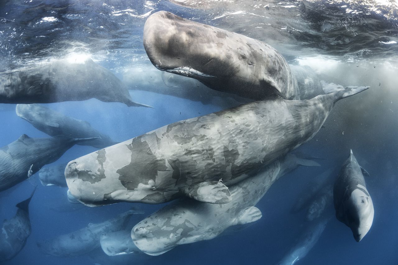 Giant gathering &copy; Tony Wu - Wildlife Photographer of the Year
