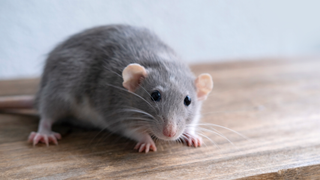 Rat on a wooden surface