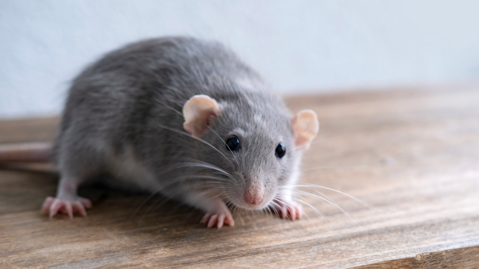 Rat on a wooden surface