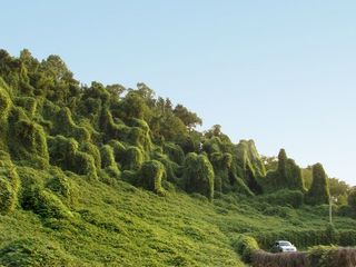 The rise of the kudzu plant.