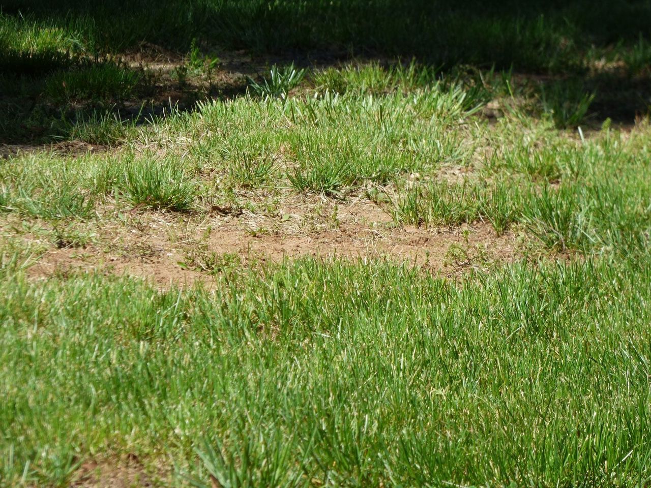 Brown Spots Of Dying Grass In Lawn