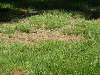 Brown Spots Of Dying Grass In Lawn