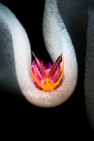 A Shot of Color, underwater photography