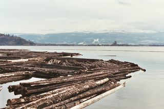 Timber is a major industry in the region. There are hundreds of logs floating in Lake Okanagan.