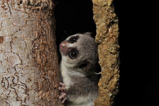 Fat-tailed dwarf lemurs hibernate in holes in trees.