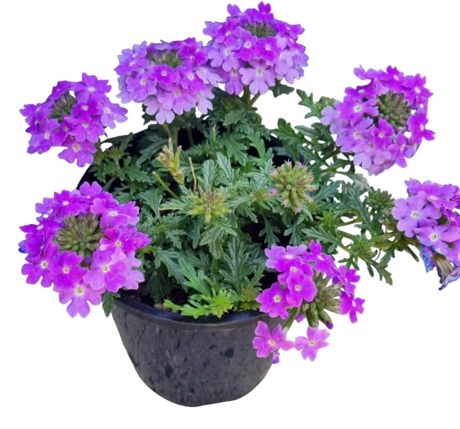 Set 2 Purple Verbena Plants Live Groundcover Verbenas Flower Starter Vibrant Purple Clusters 4-6 Inch Tall