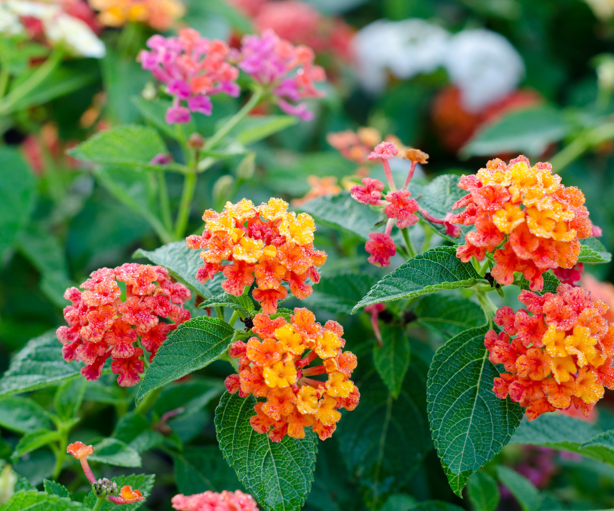 Lantana with red and orange petals in summer