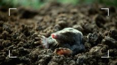 picture of mole emerging from the soil in garden