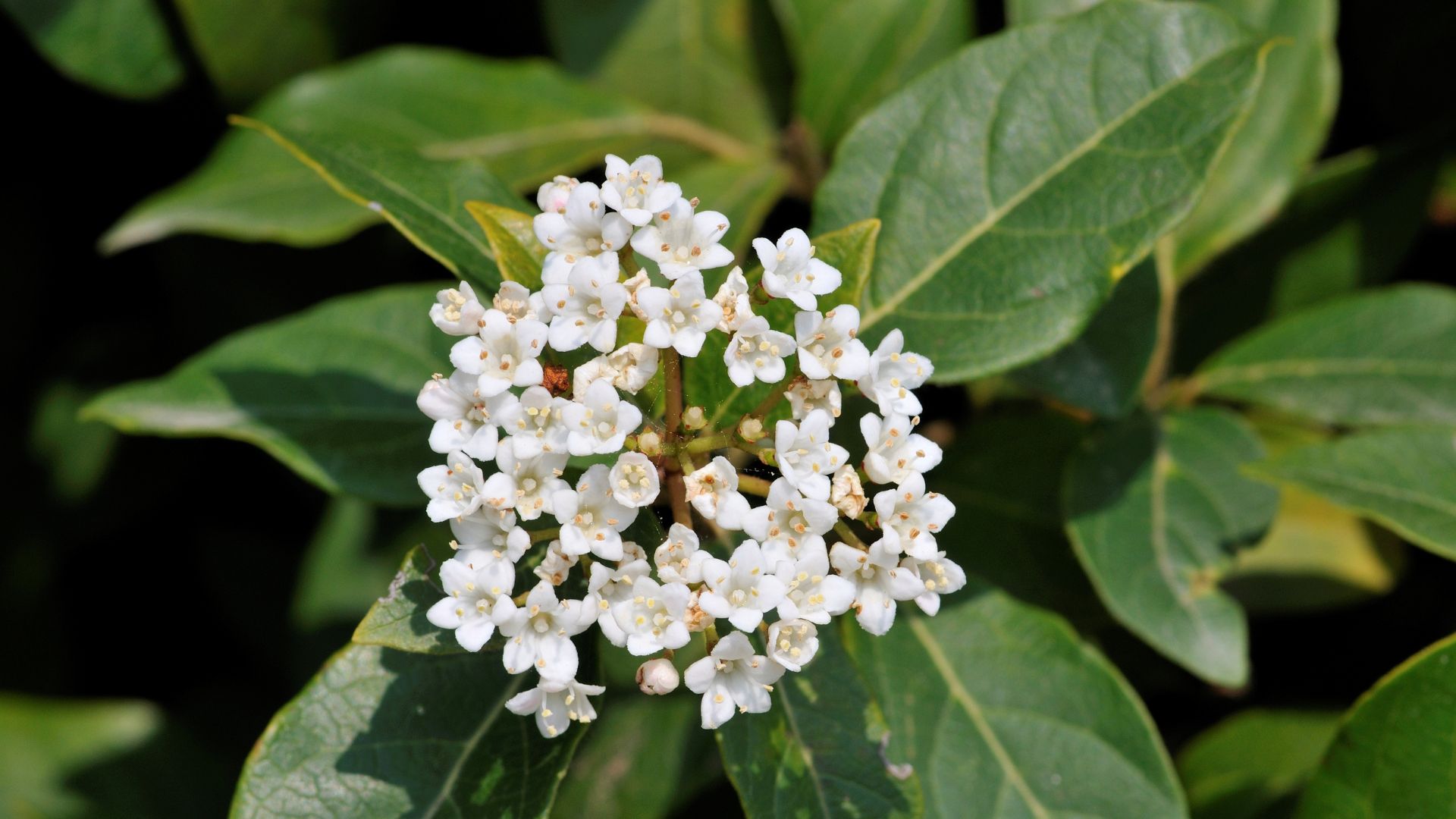 picture of viburnum tinus in garden