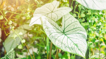 Grow alocasia outdoors