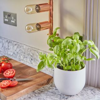 Basil plant in white pot on stone worktop beside wooden cutting board