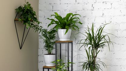 Houseplants on stands