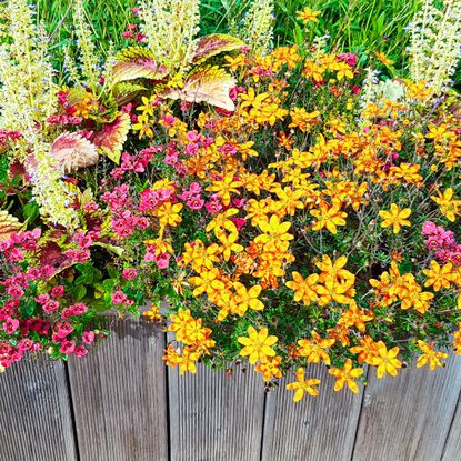 small raised bed filled with flowers and plants