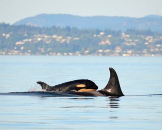 An undated photo of J17 swimming with her calf J53 in the Haro Strait.