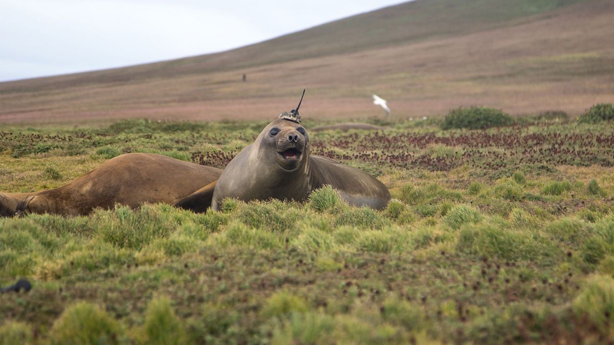 NASA's New Climate Science Recruits Are Elephant Seals with Fancy Hats - Space.com