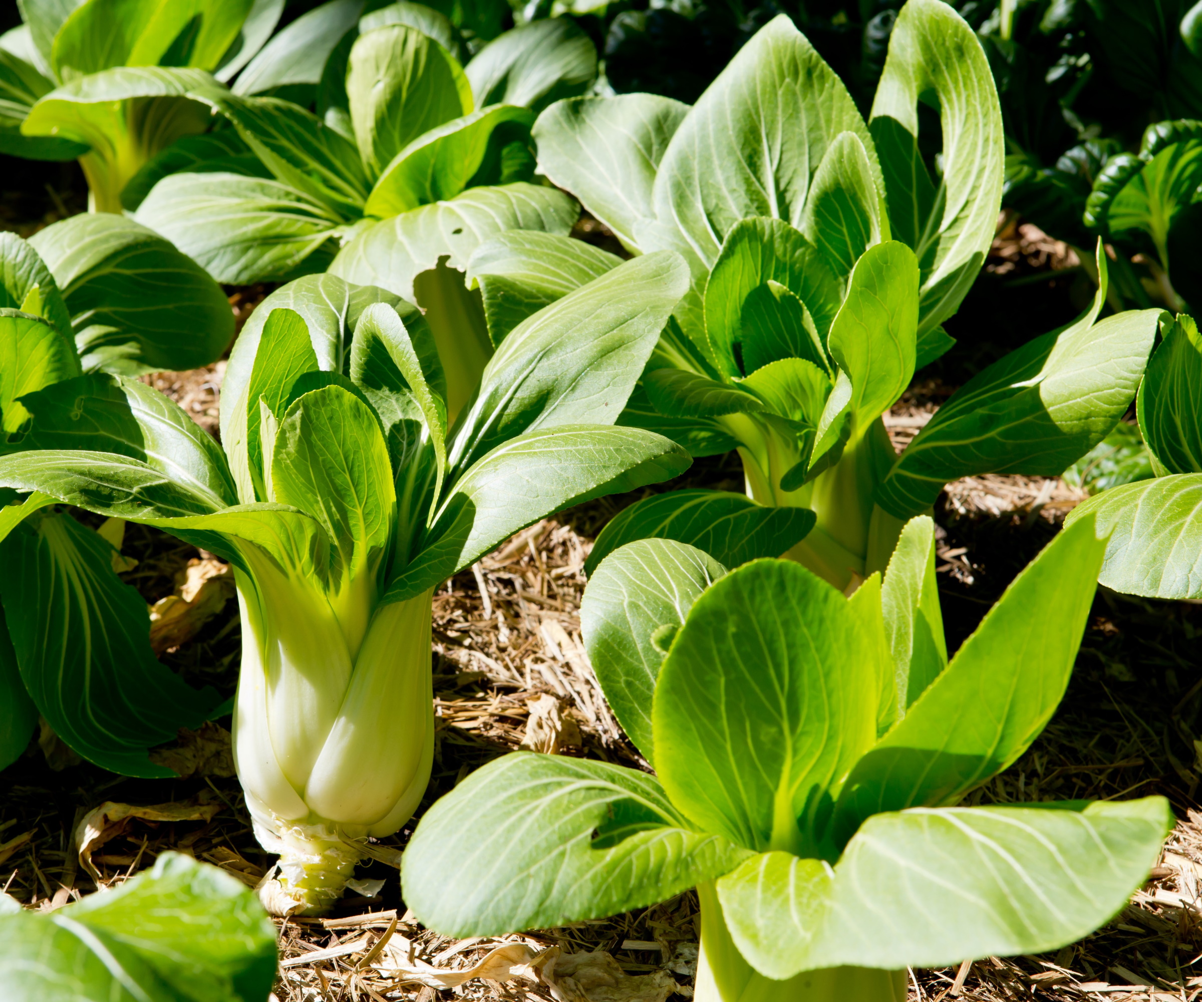 Pak choi growing in a vegetable garden
