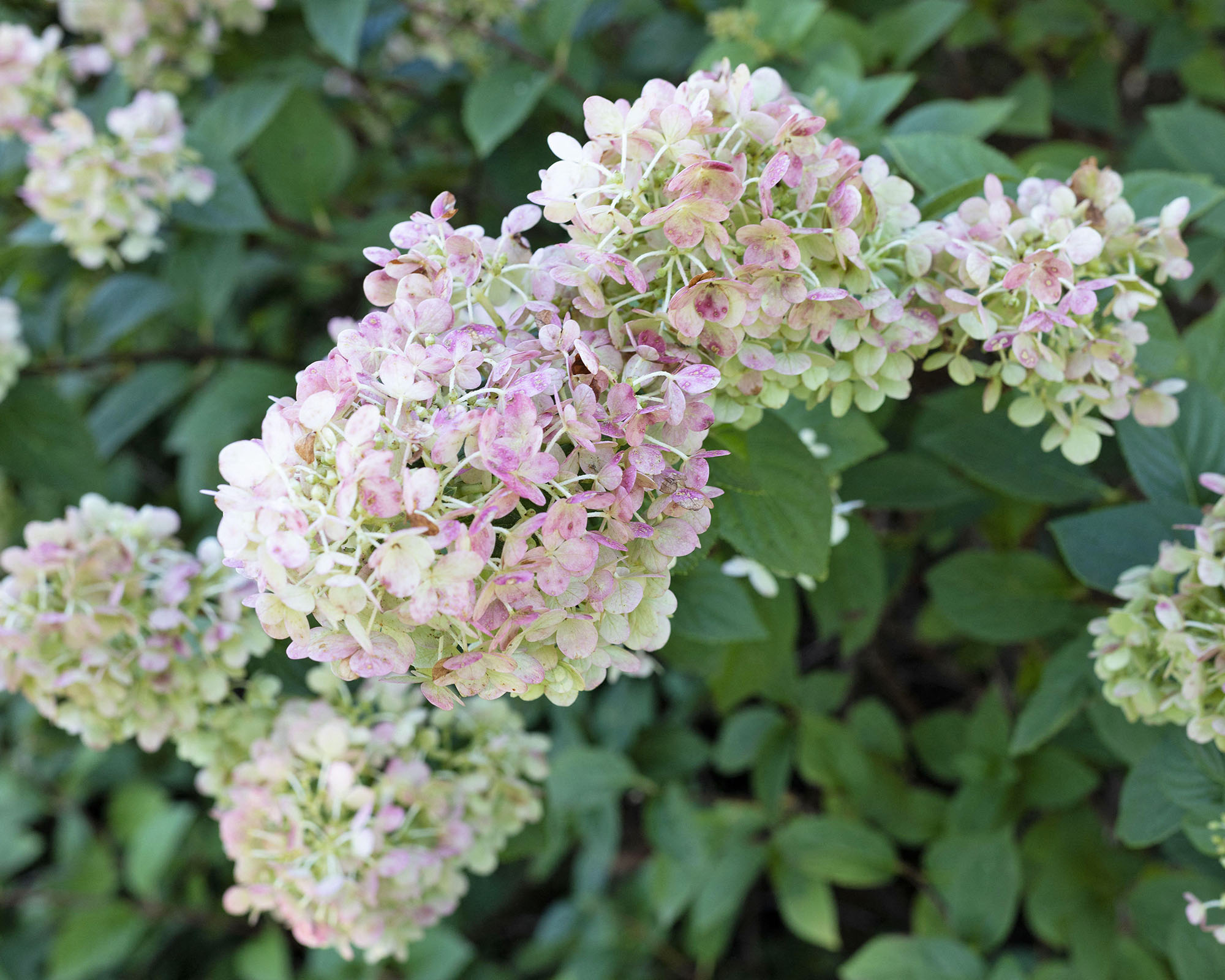 Hydrangea paniculata 'Rensun' strawberry sundae first editions panicle hydrangea