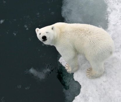 Study reveals how polar bears can be really fat, but totally healthy