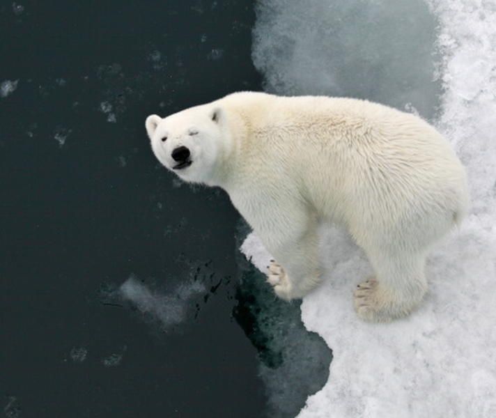 Study reveals how polar bears can be really fat, but totally healthy