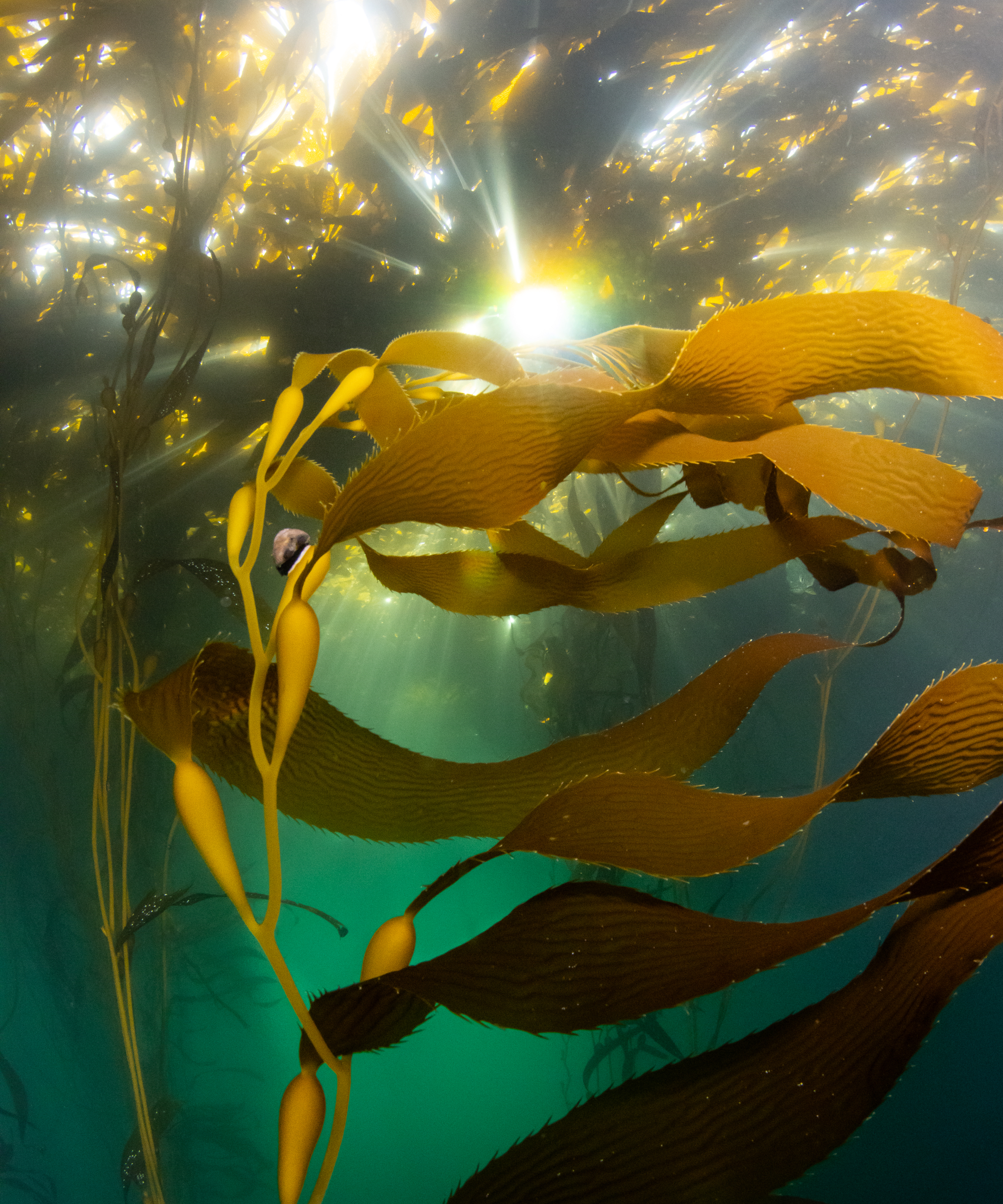 kelp seaweed growing in the sea