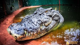 A close up of Cassius the crocodile displays his massive snout, large teeth and green eyes.