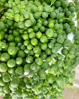 string of pearls houseplant close up of round green pearl shaped leaves