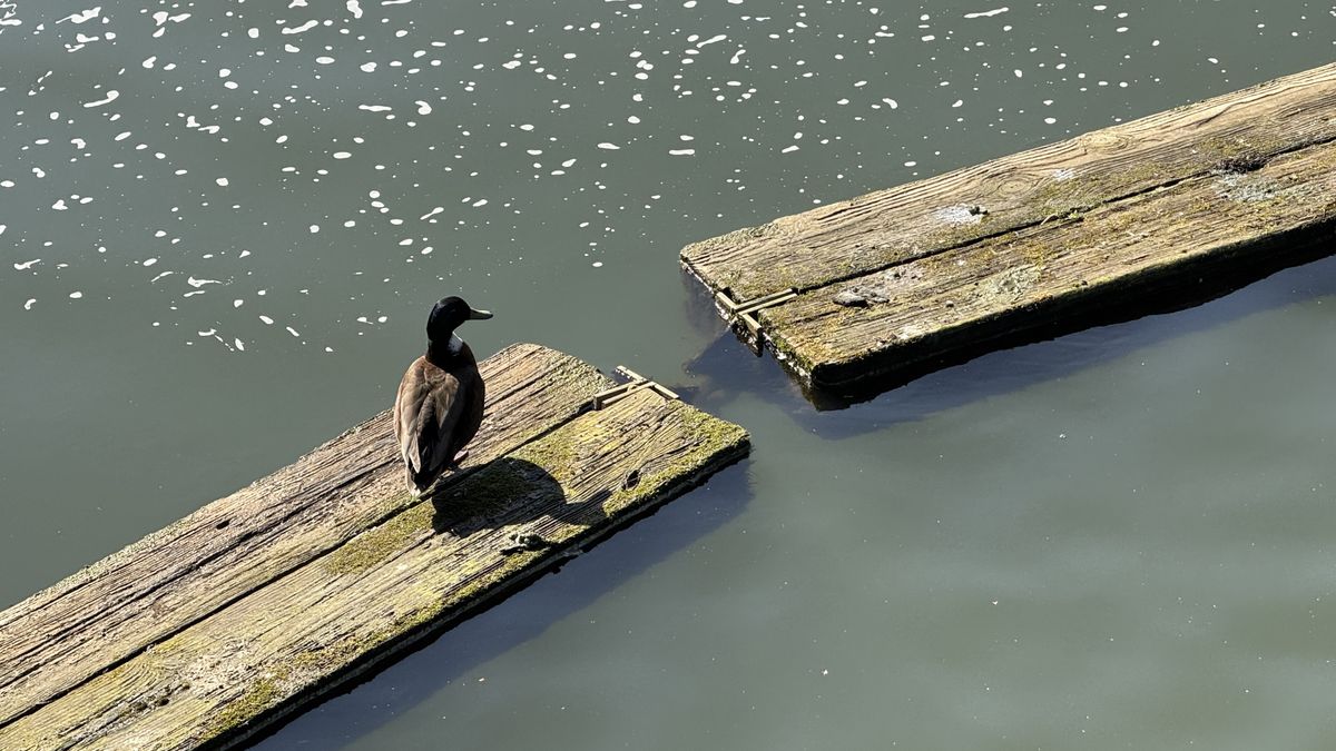 iPhone 16 Pro Max camera phone shootout
