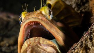 Un pește cu cap de frange se sprijină pe un recif stâncos, cu gura larg deschisă, în fața camerei.