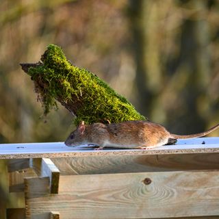 Rat on top of wooden compost bin with mossy log