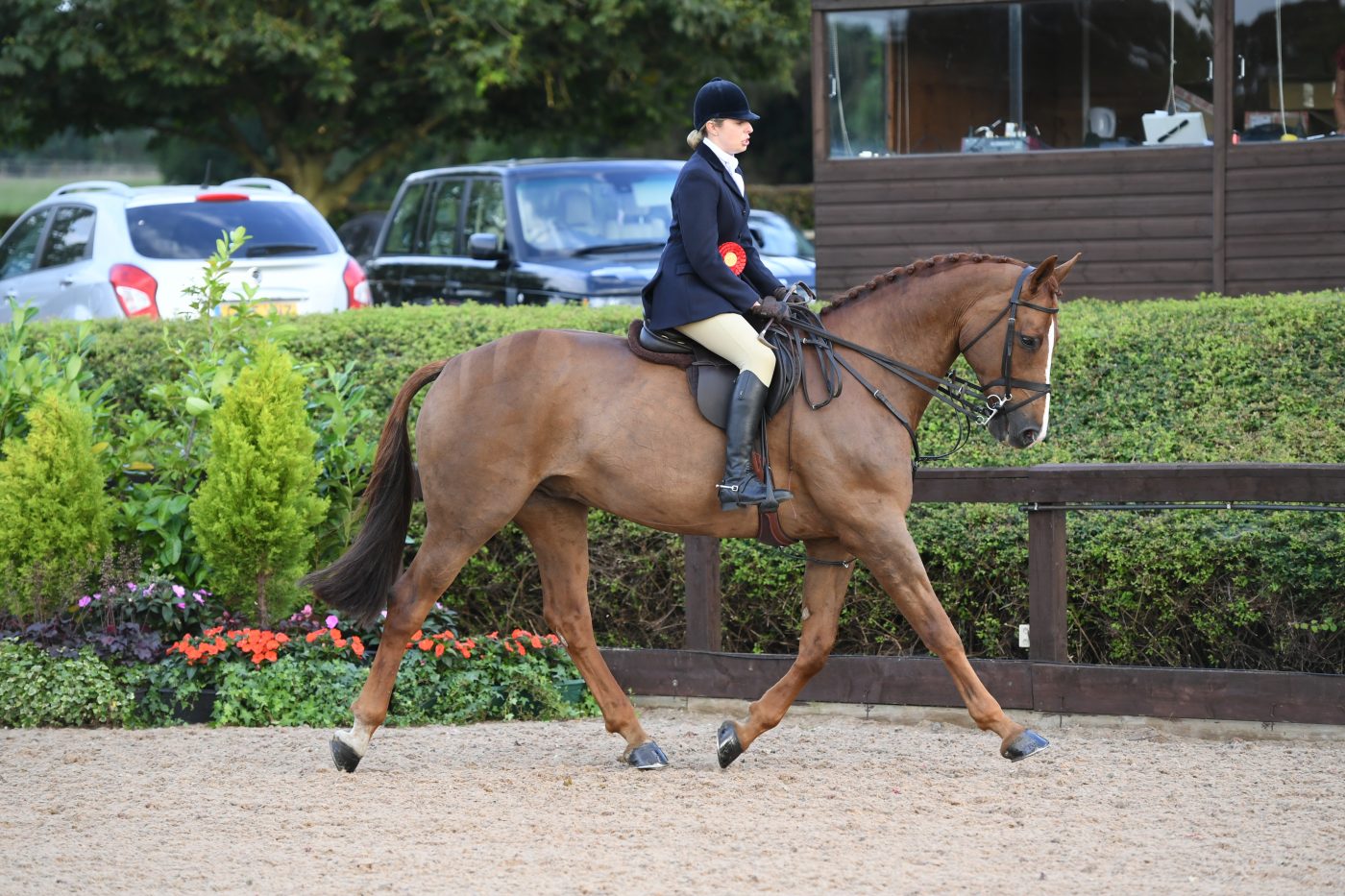 HorseNo136_HunterShow_PN19_36189-e1562586598558.jpg