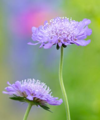 Blue scabious flowers on tall stems