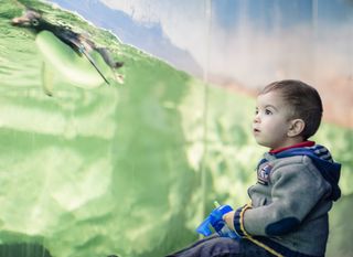 Small boy looking at penguin in tank, as zoos are told when they can reopen after lockdown