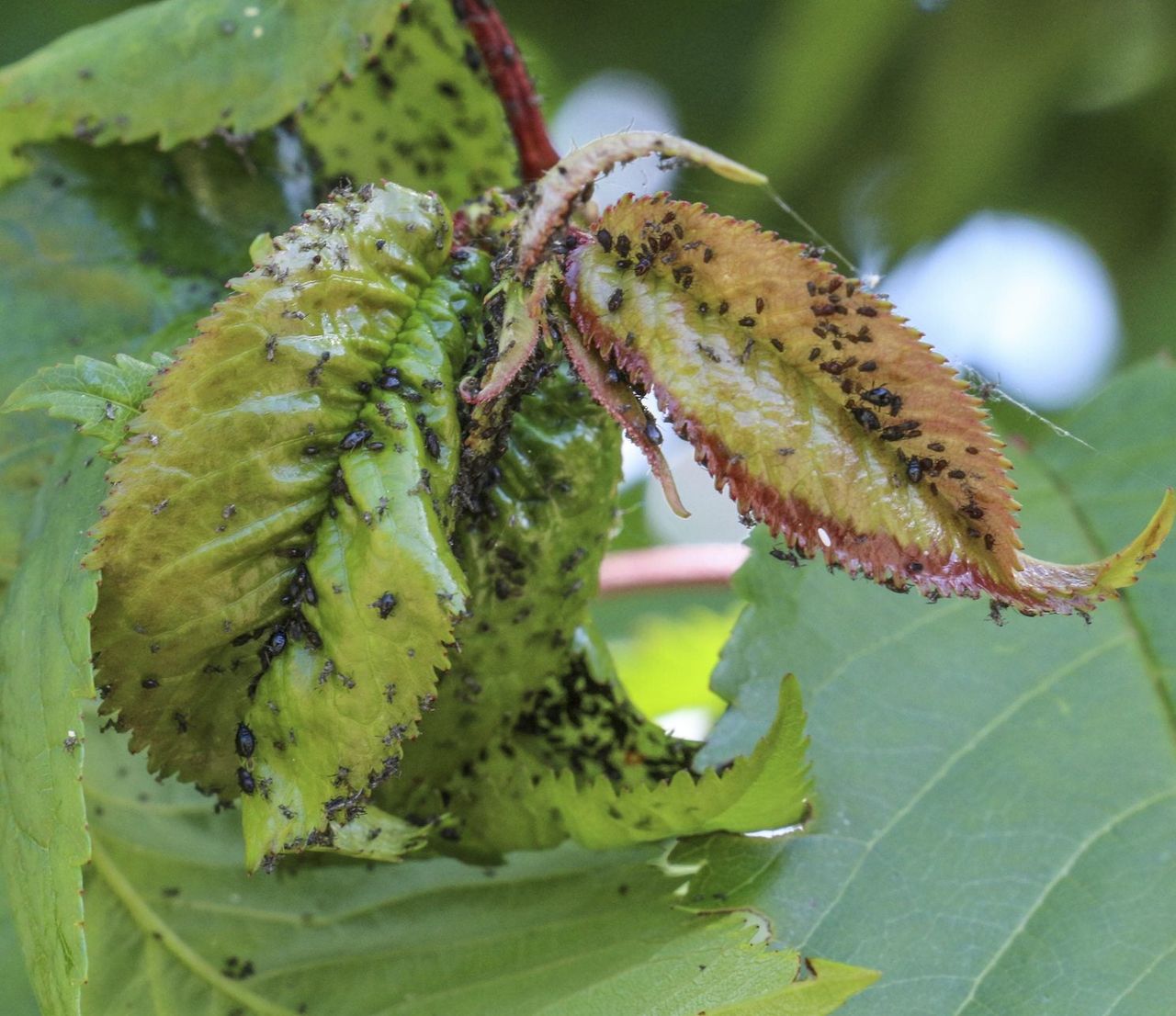 Tiny Black Pests On Plum Tree Leaves