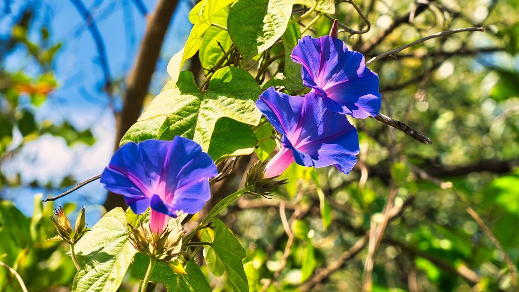 Three morning glory flowers on a vine