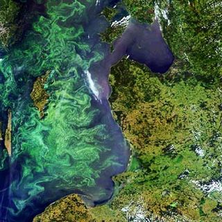 A colorful summer marine phytoplankton bloom fills much of the Baltic Sea in this Envisat image. While individually microscopic, phytoplankton chlorophyll collectively tints the surrounding ocean waters, providing a means of detecting these tiny organisms from space with dedicated 'ocean color' sensors.