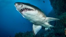 Sand tiger shark seen from below in the Indian Ocean. The open jaws reveal needle-like teeth.