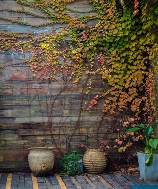 Variegated ivy on fence