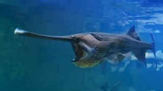 The Chinese paddlefish is one of the world's largest freshwater fish.