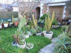 Garden Full Of Potted Cacti
